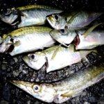 横浜、浮いているアジを狙う再現をしたアジング