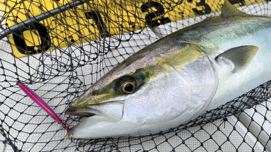 ボート釣り Light Game Log 横浜に住む海釣り初心者釣行日記