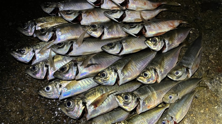 横浜、メバリングロッドで楽しむアジングと太刀魚