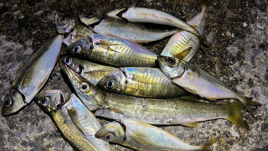 横浜、浅瀬でのアジングポイントでの釣査