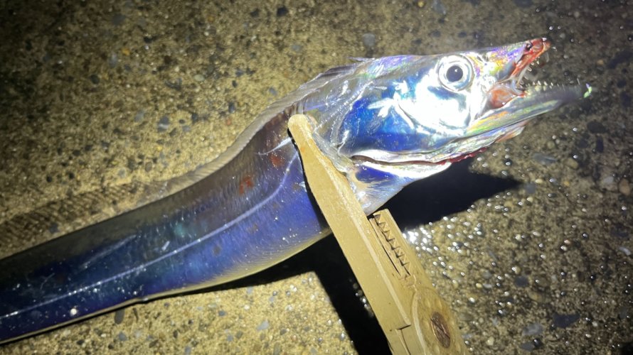 横浜、タチウオテンヤでヒットさせるのは巻き?