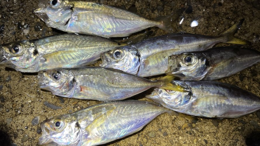 横浜、太刀魚不在の中で豆アジを狙う。