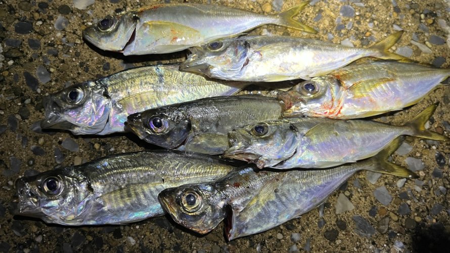 横浜、豆アジのヒット後にステイで追い食いを狙う