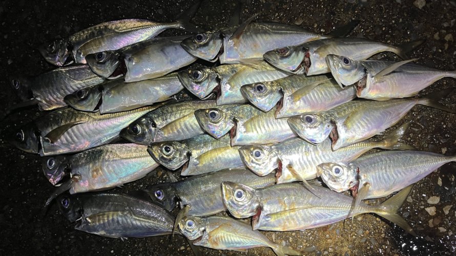 横浜、アジングでワームカラー差での釣果