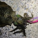 横浜、アジングにてタングステンで飛距離を稼ぐ