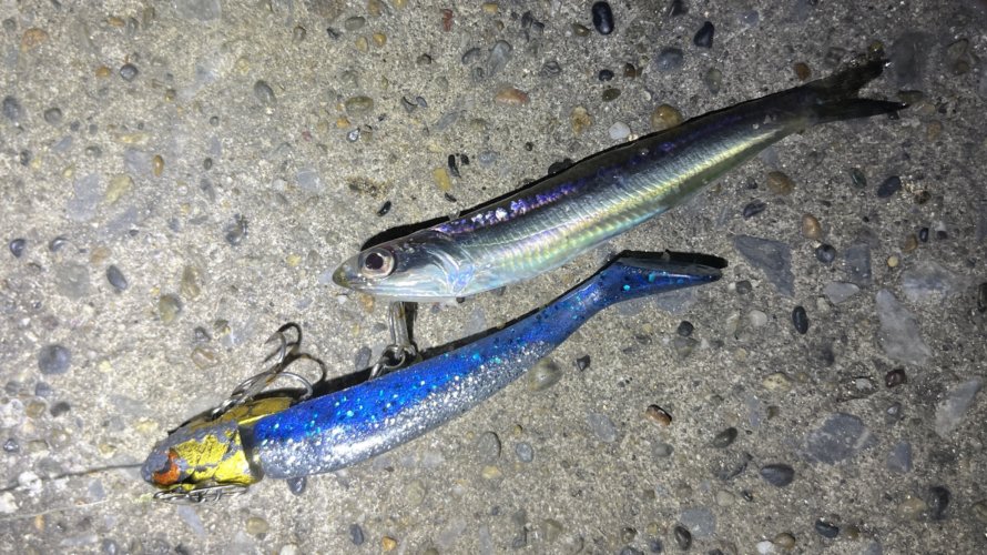 横浜、アジング、シーバス、太刀魚、ヒイカ