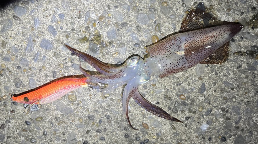 横浜、厳しい冬の海でヒイカを狙う。