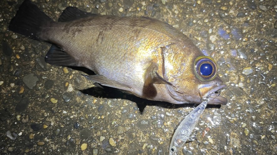 横浜、メバリングはリアフックにかかる