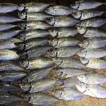 横浜、アジングたまる大きな群れを狙い撃ち