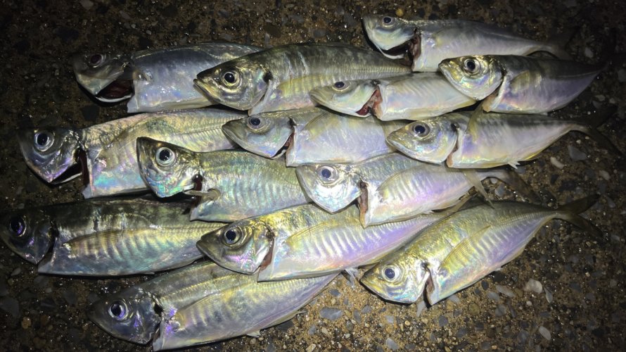 横浜、アジングでいつもの釣り場での知見が活きる