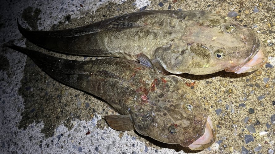 横浜、シーバスロッドでマゴチを釣る!