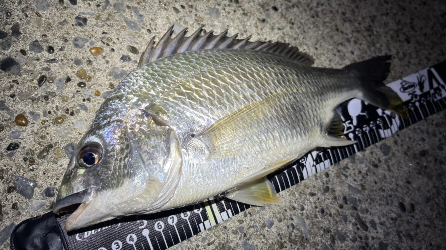 横浜、追い食いしてくる正体はキビレ!