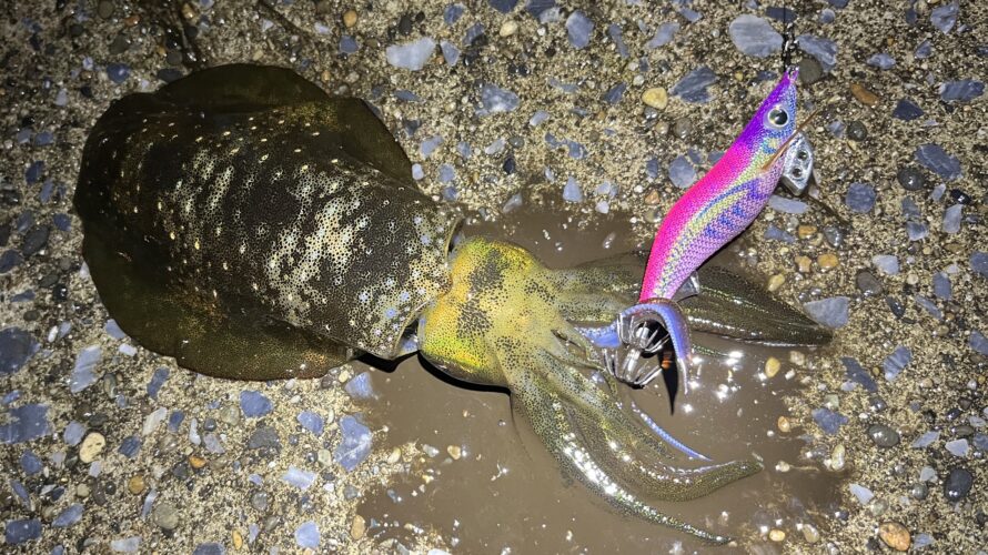 横浜、エギングにてアオリイカを狙う!