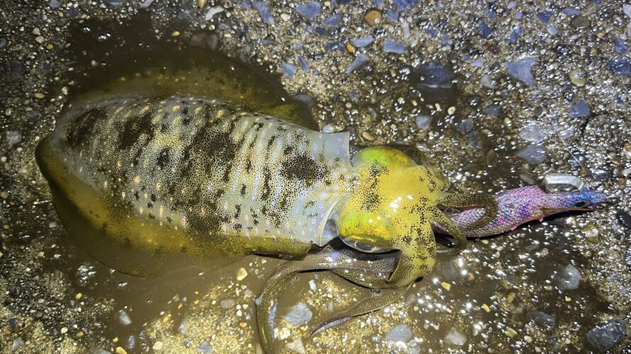 横浜、エギングにてアタリをどうやってとる?